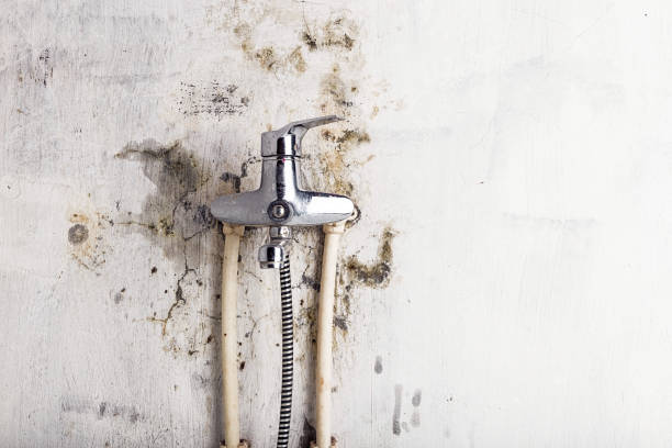 Best Local Mold Removal Service  in Shorewood, MN