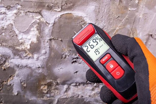 Best Crawl Space Mold Removal  in Shorewood, MN