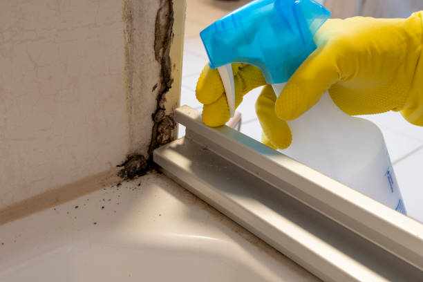 Best Mold Removal Company Near Me  in Shorewood, MN