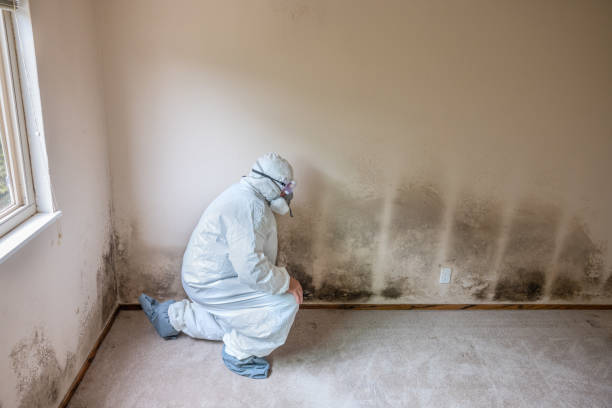 Professional Mold Removal in Shorewood, MN