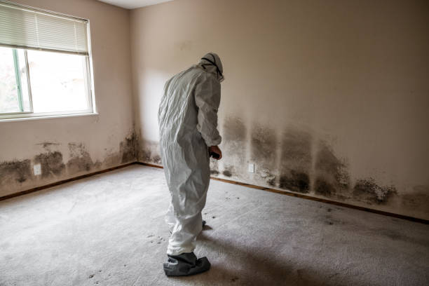 Best Emergency Mold Removal  in Shorewood, MN