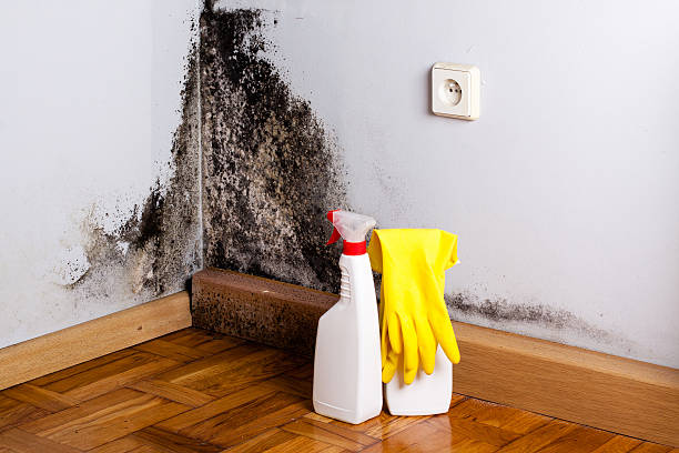 Best Residential Mold Removal  in Shorewood, MN