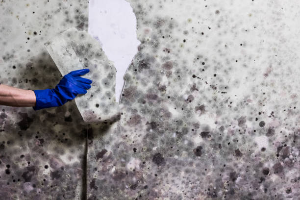 Best Same-Day Mold Removal  in Shorewood, MN
